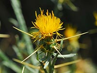 Centaurea solstitialis